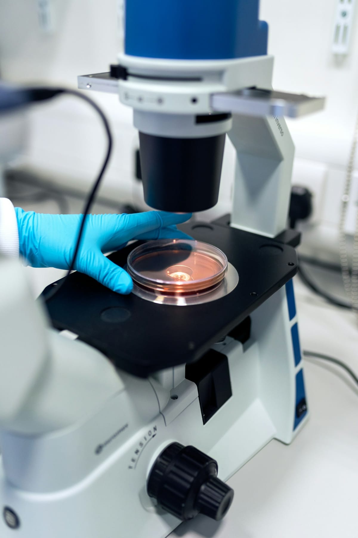 Bax, Bak, and Mitochondrial Outer Membrane Permeabilization in EBC-46-Induced Cell Death