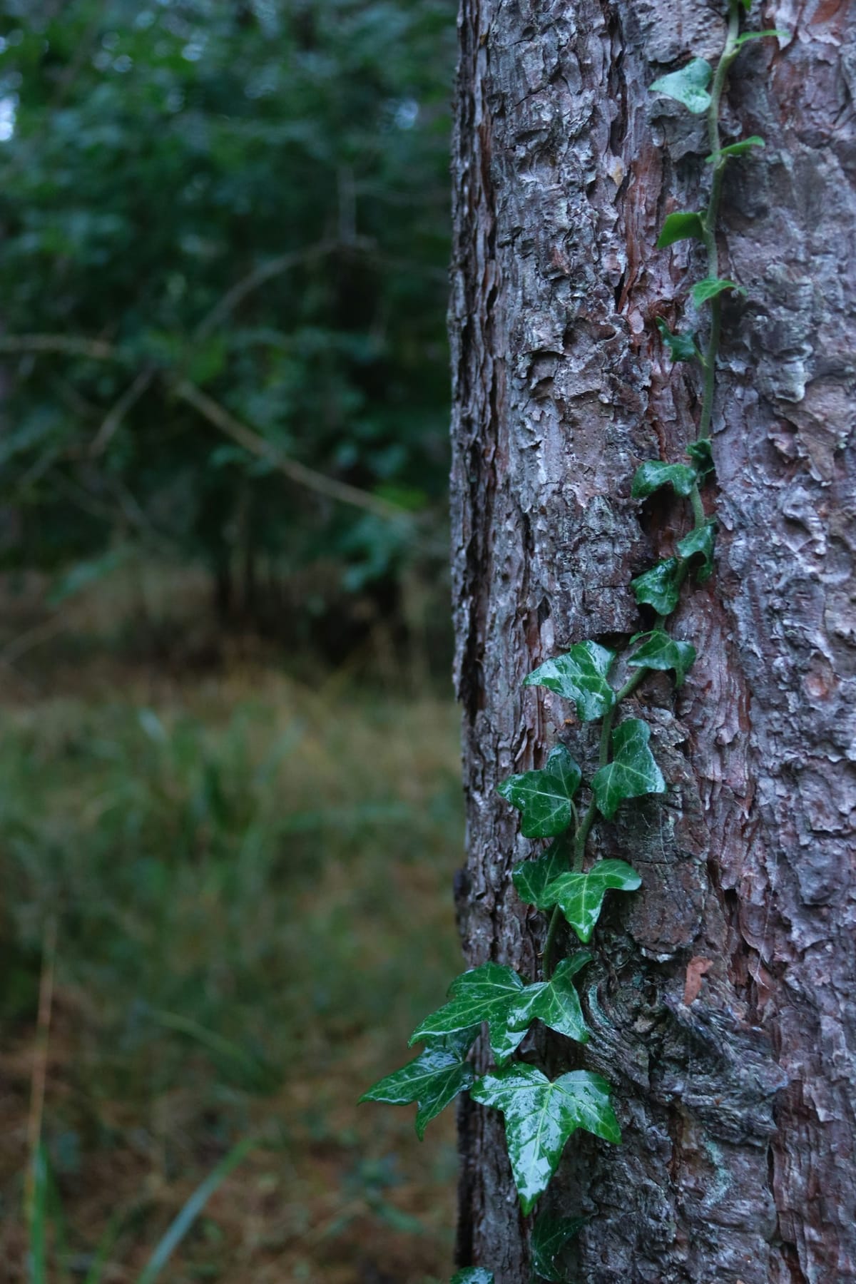 Genetic Diversity in Fontainea picrosperma: Population Genetics and Conservation of the Blushwood Tree