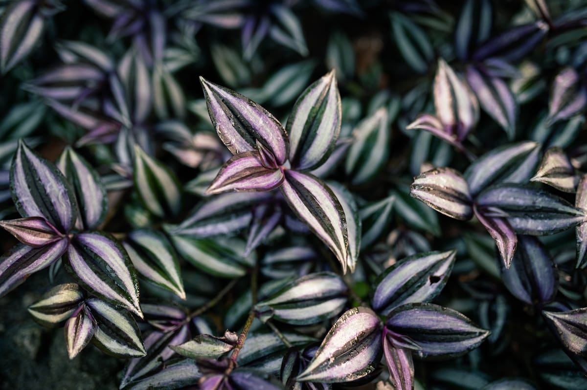 Drying Methods and Tigilanol Tiglate Stability: How Post-Harvest Processing Affects Blushwood Seed Chemistry