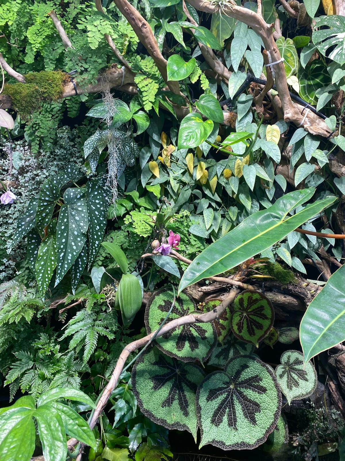 Seed Dispersal Ecology of Fontainea picrosperma: How Cassowaries Shape Blushwood Berry Distribution