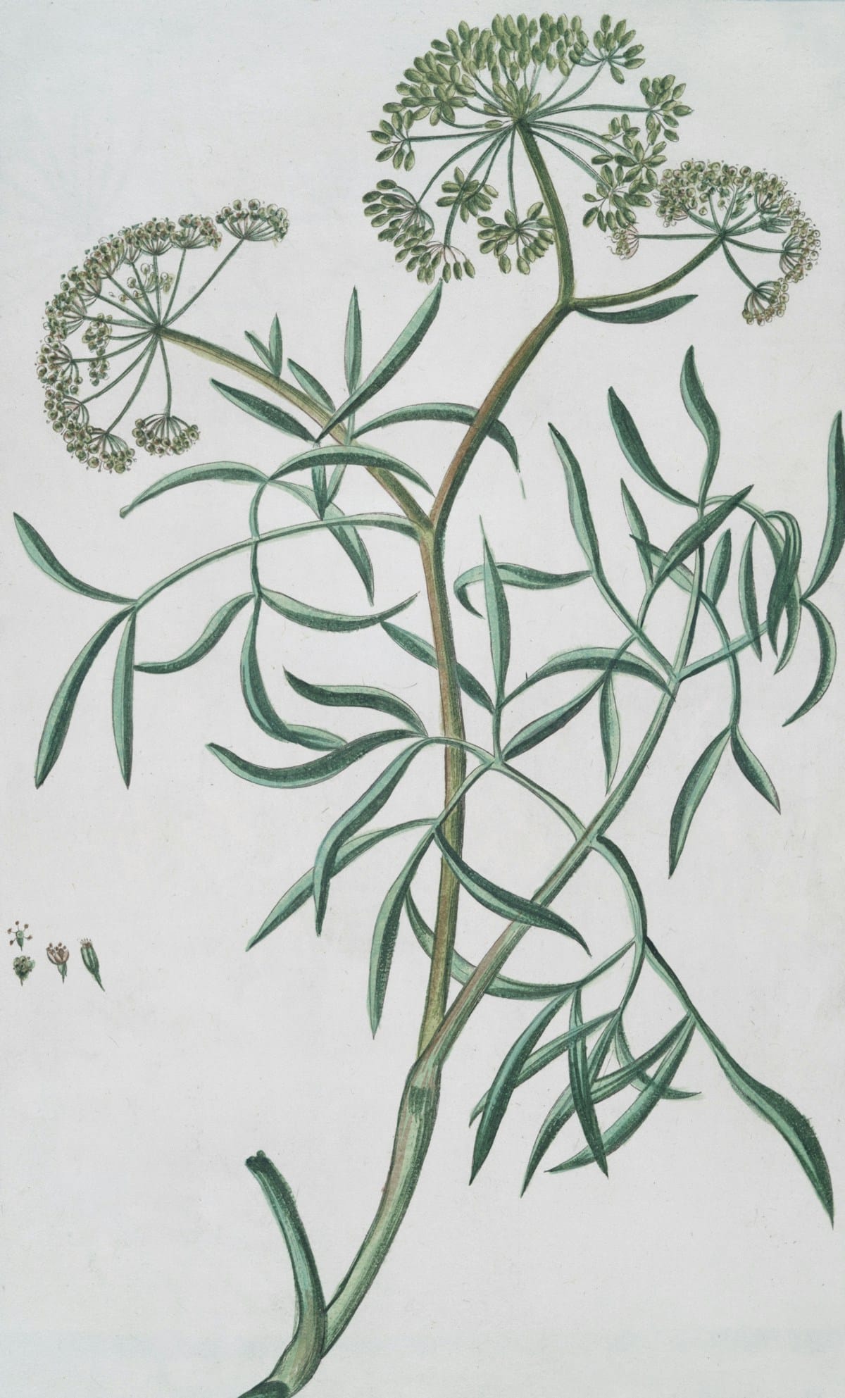 Botanical plant in natural environment