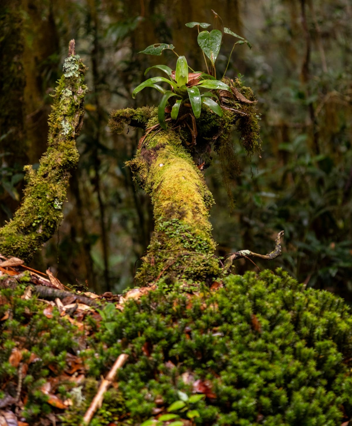 Moss-covered tree trunk in a tropical forest understorey