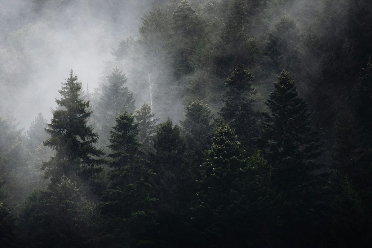 Tropical rainforest canopy at elevation