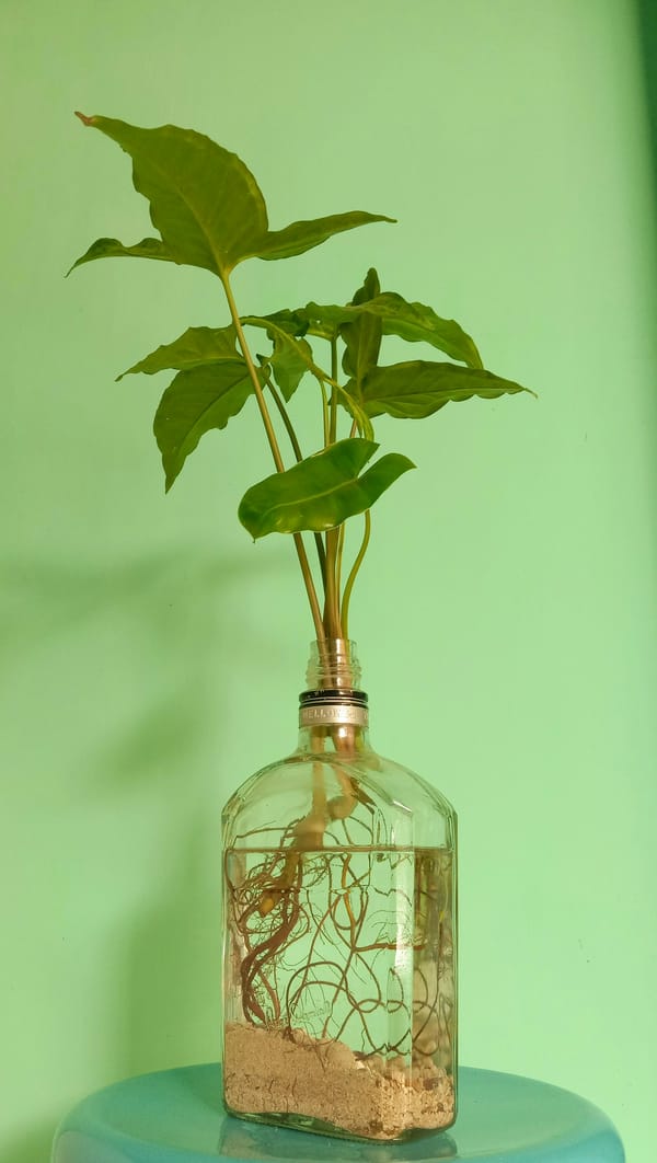 Plant tissue culture in laboratory setting for micropropagation research