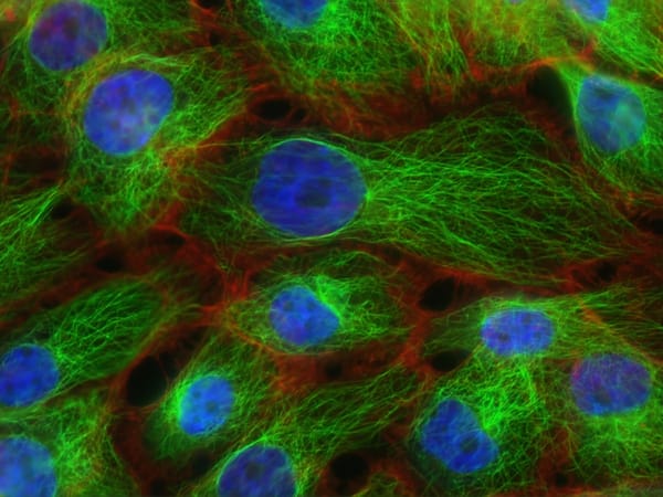 EBC-46 Tumour Response by Histology: Which Cancer Types Show the Most Promise in Published Data