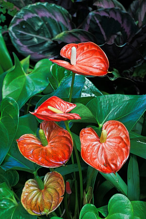 Tropical flowering plant with detailed botanical structure