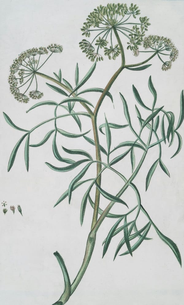 Botanical plant in natural environment