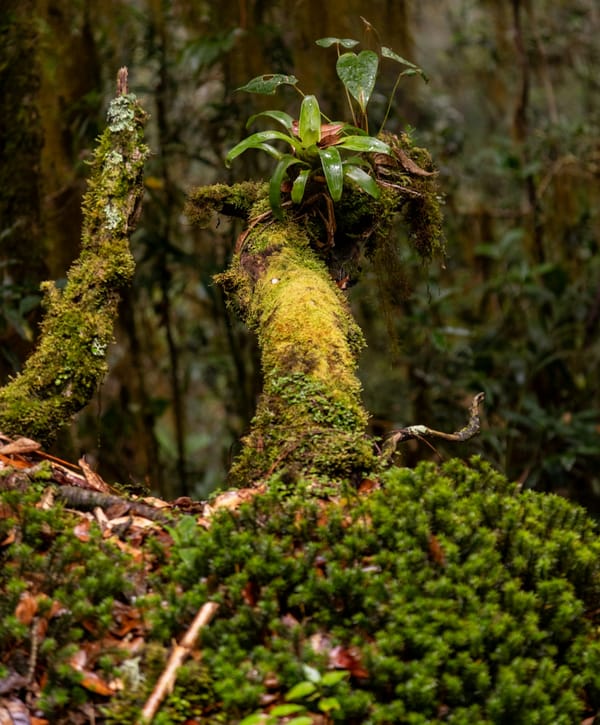 Moss-covered tree trunk in a tropical forest understorey
