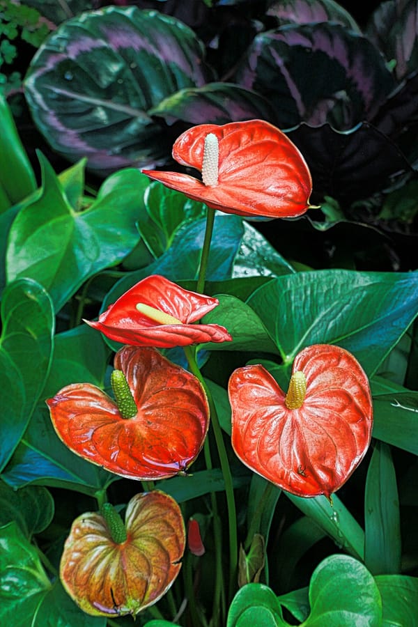 Tropical flowering plant in a rainforest understory