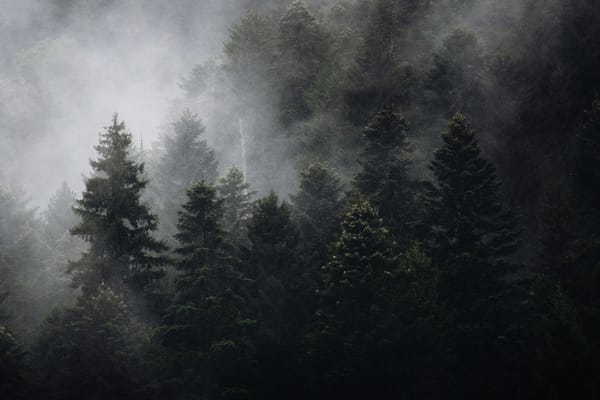 Tropical rainforest canopy at elevation