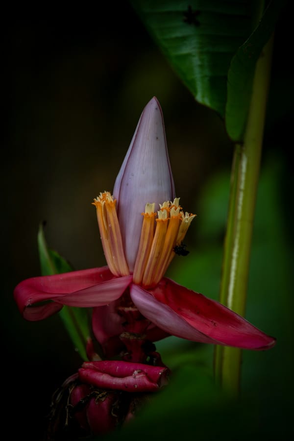Pollination Biology of Fontainea picrosperma: How the Blushwood Tree Is Pollinated in the Wet Tropics